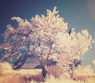 无限循环呼叫短信软件